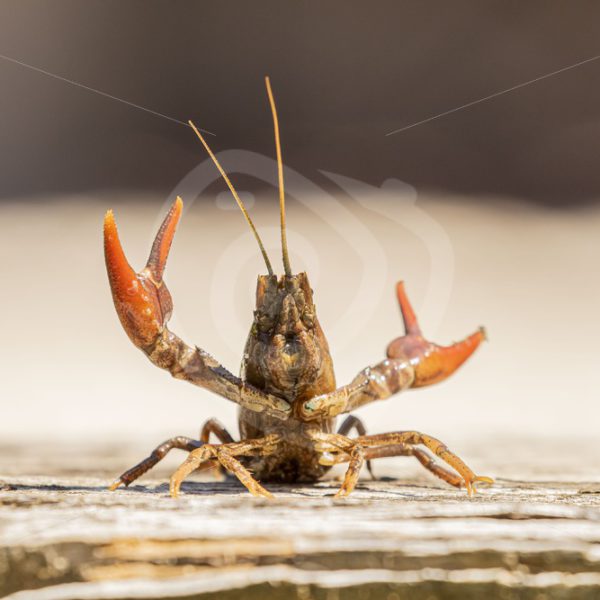 Red swamp crayfish showing off - Nature Stock Photo Agency