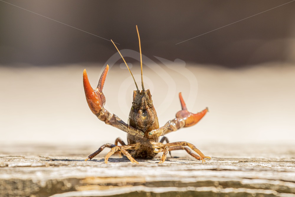 Red swamp crayfish showing off - Nature Stock Photo Agency