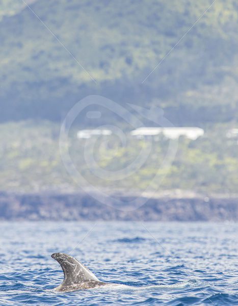 Risso dolphin in front of the coast - Nature Stock Photo Agency