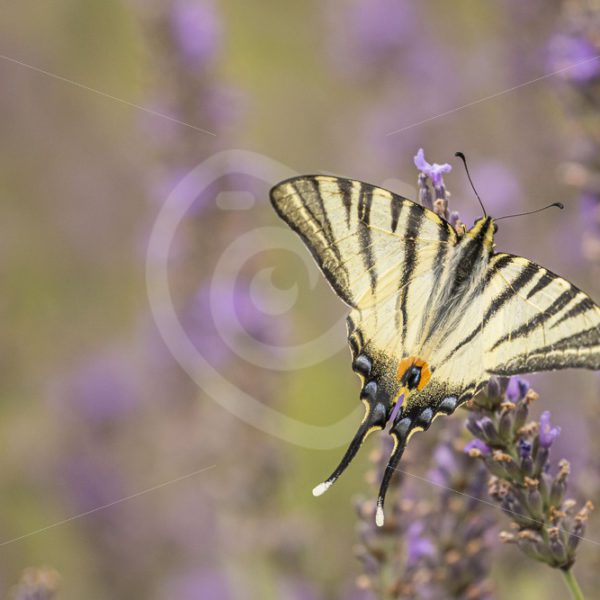Scarce swallowtail on lavender - Nature Stock Photo Agency