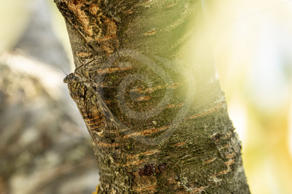Cicada orni a tree in the South of France - Nature Stock Photo Agency