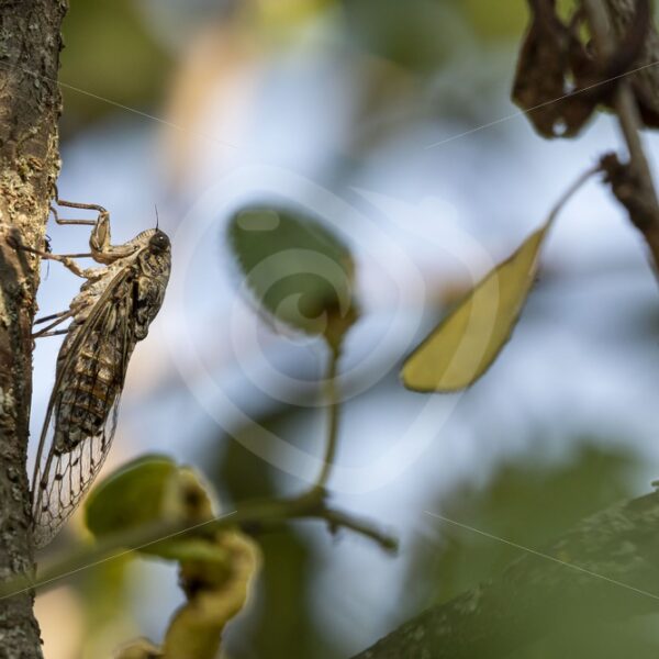 Cicada orni between the leaves - Nature Stock Photo Agency