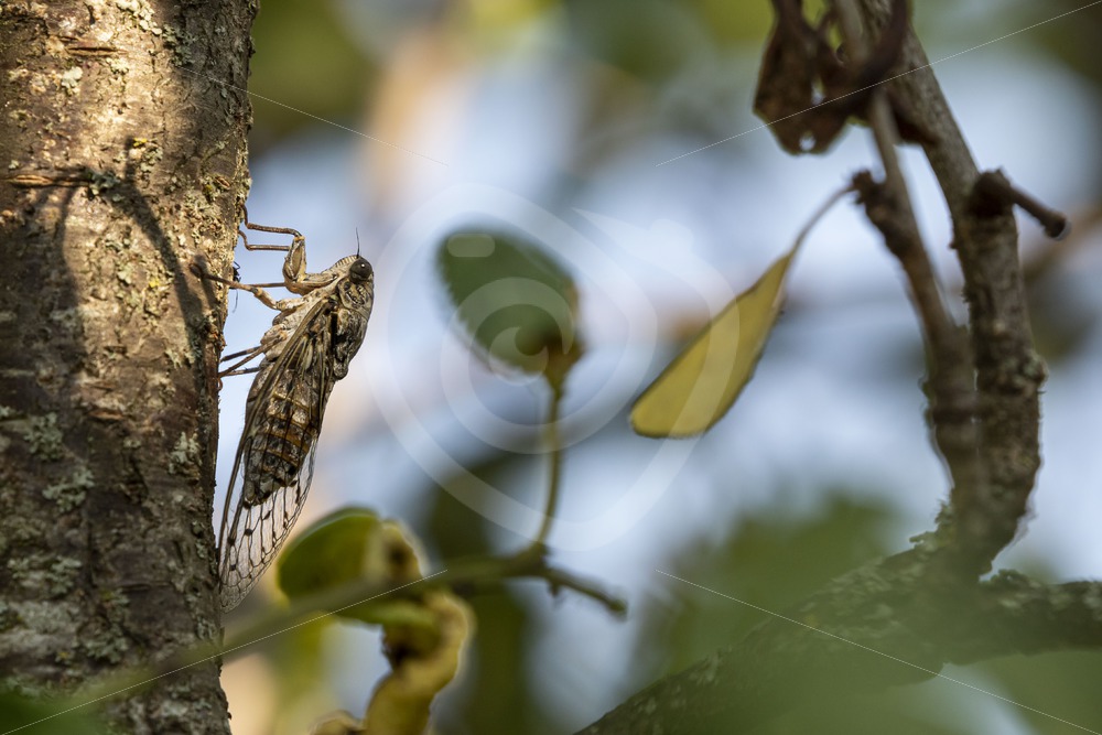 Cicada orni between the leaves - Nature Stock Photo Agency
