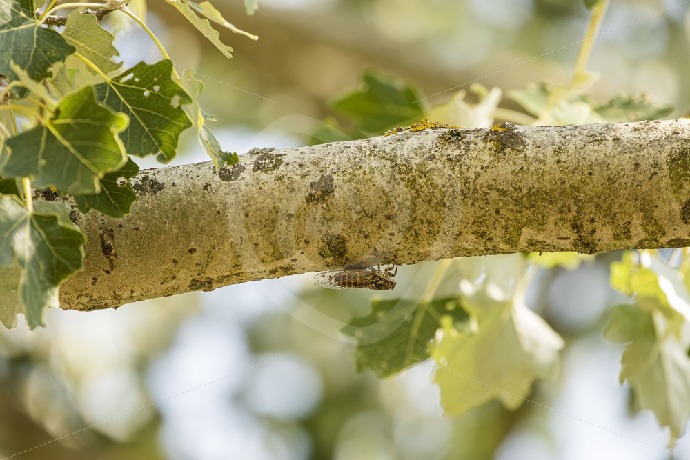 Cicada orni hanging in a tree while making its typical buzzer noise - Nature Stock Photo Agency