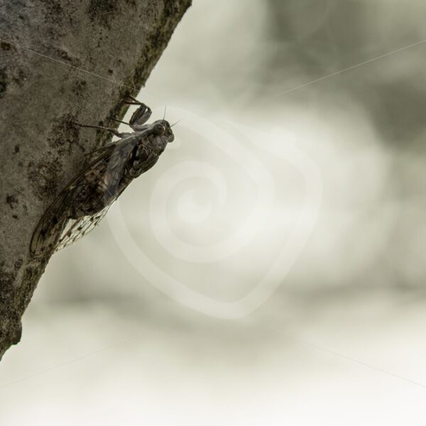 Cicada orni hanging in the evening - Nature Stock Photo Agency