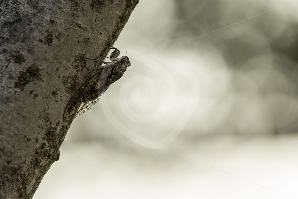 Cicada orni hanging in the evening - Nature Stock Photo Agency