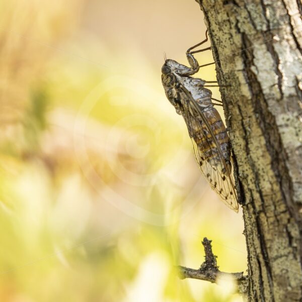 Cicada orni hanging vertical on a tree - Nature Stock Photo Agency