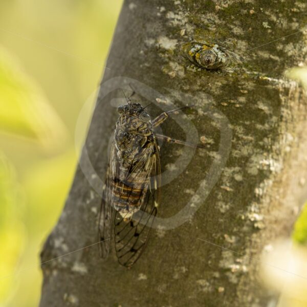 Cicada orni hidden on a tree - Nature Stock Photo Agency