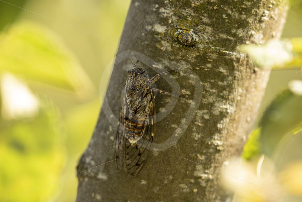 Cicada orni hidden on a tree - Nature Stock Photo Agency
