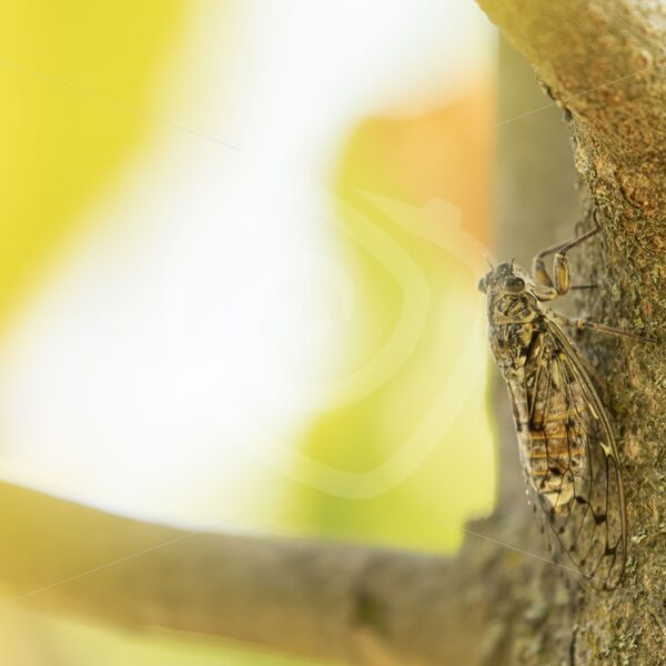 Cicada Orni looking for some shade in the Provence - Nature Stock Photo Agency