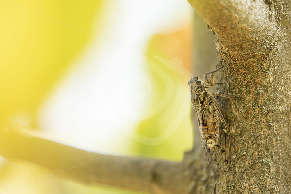 Cicada Orni looking for some shade in the Provence - Nature Stock Photo Agency