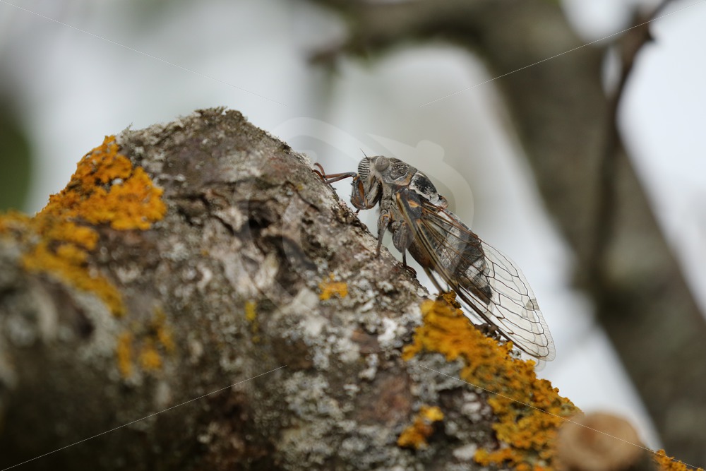 Cicada orni near some orange moss - Nature Stock Photo Agency