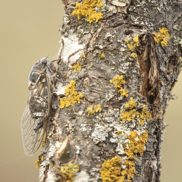 Cicada orni on a tree - Nature Stock Photo Agency