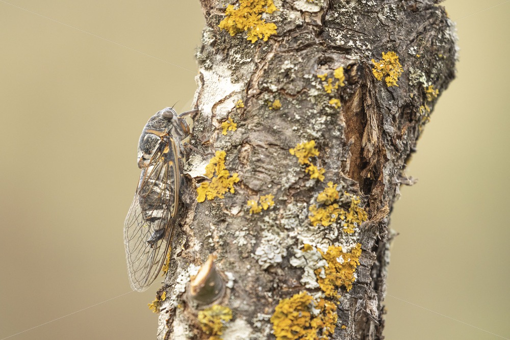 Cicada orni on a tree - Nature Stock Photo Agency