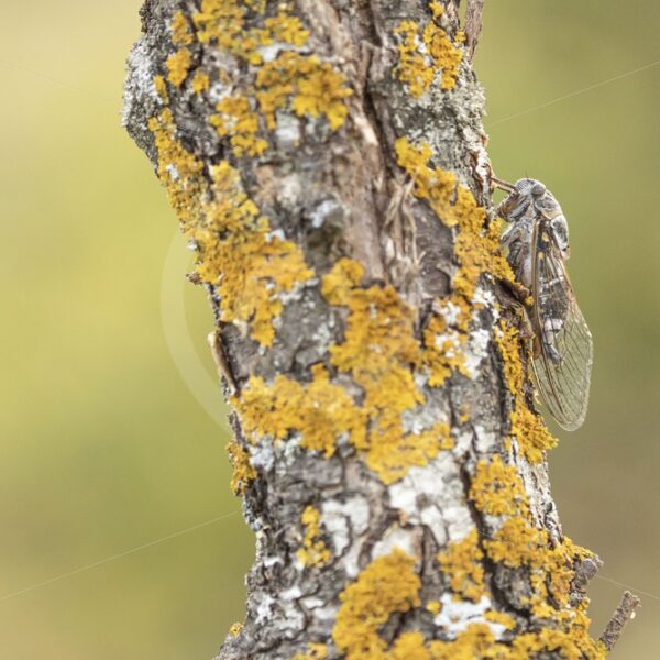 Cicada orni on a tree trunk - Nature Stock Photo Agency