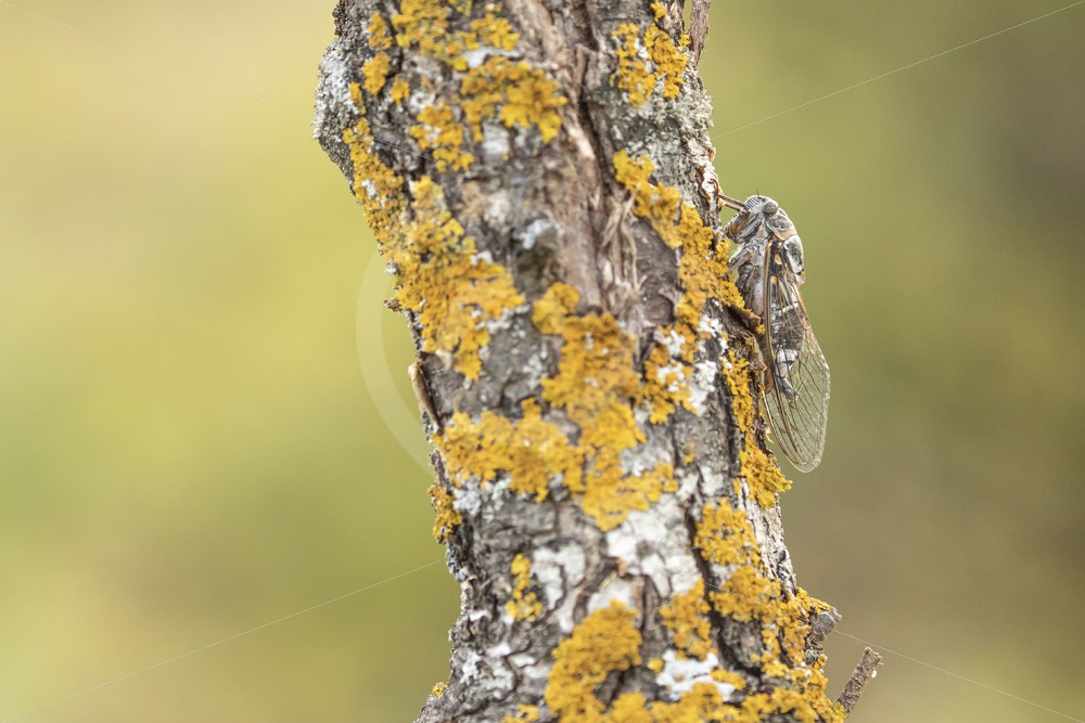 Cicada orni on a tree trunk - Nature Stock Photo Agency