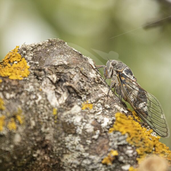Cicada orni resting during the day - Nature Stock Photo Agency