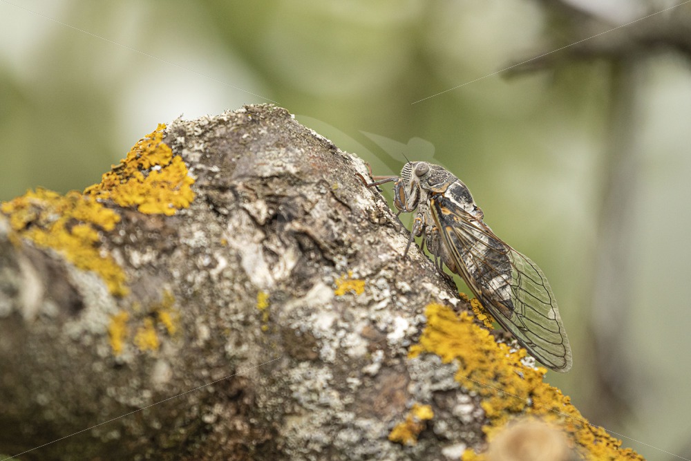 Cicada orni resting during the day - Nature Stock Photo Agency