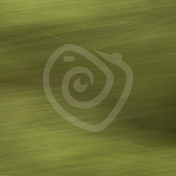 Abstract Canadian forest - Nature Stock Photo Agency