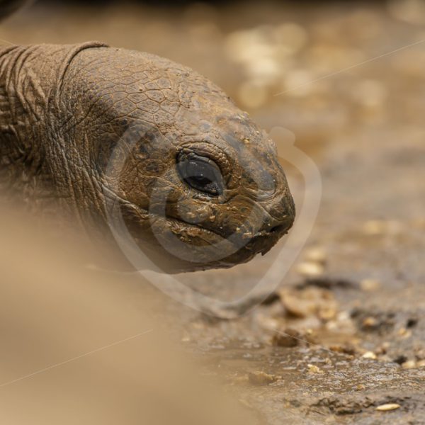 Aldabra tortoise head - Nature Stock Photo Agency