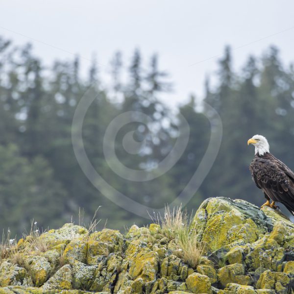 American eagle on top of a rocky island - Nature Stock Photo Agency
