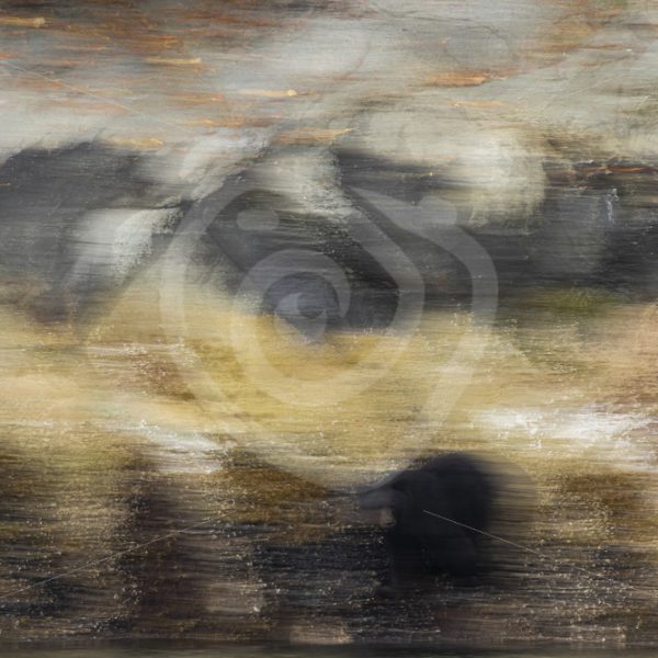 Artistic panning view of a black bear - Nature Stock Photo Agency