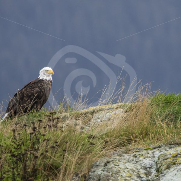 Bald eagle on a rocky island - Nature Stock Photo Agency