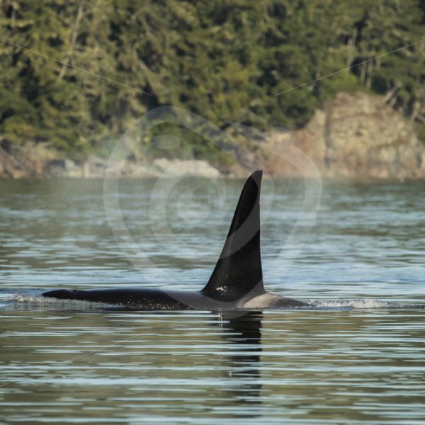 Big orca male dorsal fin - Nature Stock Photo Agency