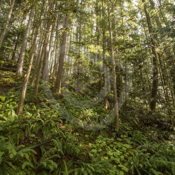 Canadian temperate rainforest - Nature Stock Photo Agency
