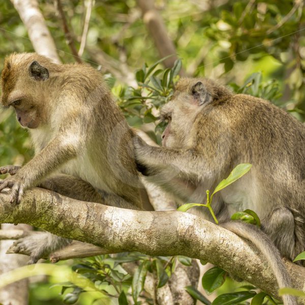 Couple of adult long-tailed macaques - Nature Stock Photo Agency