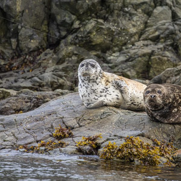 Couple of harbor seals relaxing on the rocks - Nature Stock Photo Agency