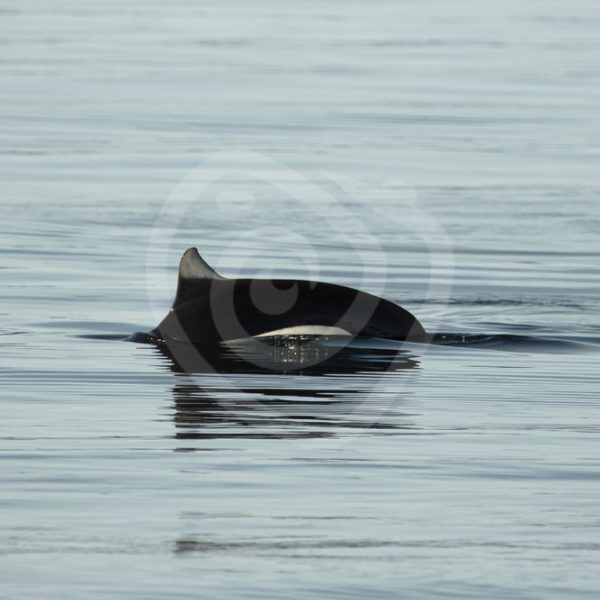 Elusive Dall’s porpoise - Nature Stock Photo Agency