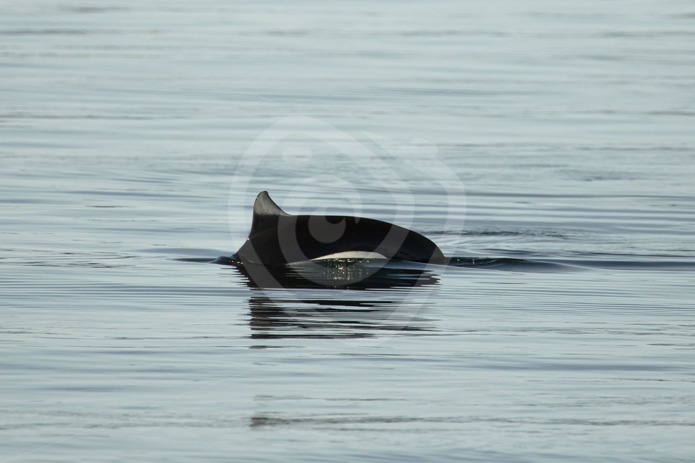 Elusive Dall’s porpoise - Nature Stock Photo Agency
