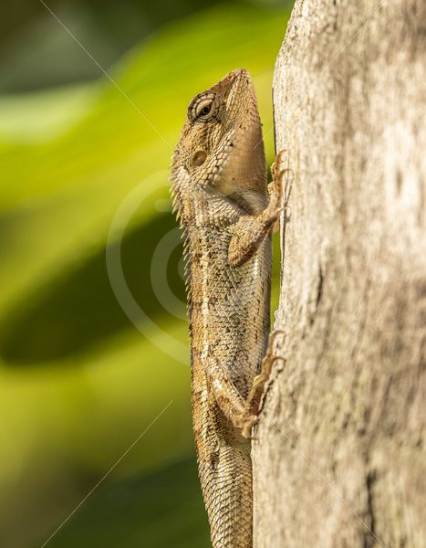 Garden lizard catching some sun - Nature Stock Photo Agency