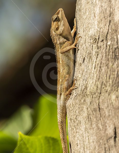 Garden lizard hanging in the sun - Nature Stock Photo Agency