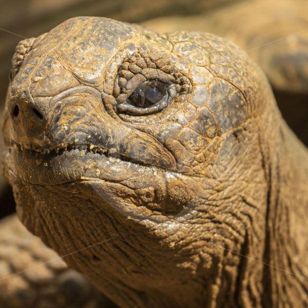 Giant Aldabra tortoise looking up - Nature Stock Photo Agency