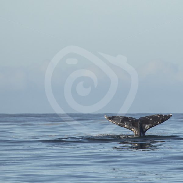 Gray whale fluke - Nature Stock Photo Agency