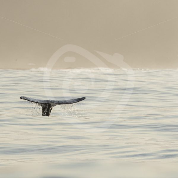 Gray whale fluke in illuminated ocean - Nature Stock Photo Agency