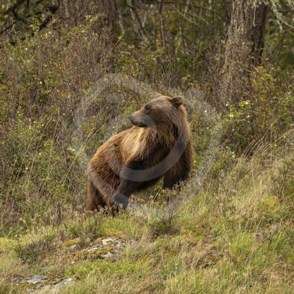 Grizzly bear in the Canadian woods - Nature Stock Photo Agency
