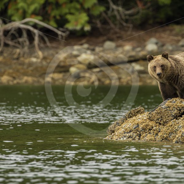 Grizzly bear looking over the inlet - Nature Stock Photo Agency
