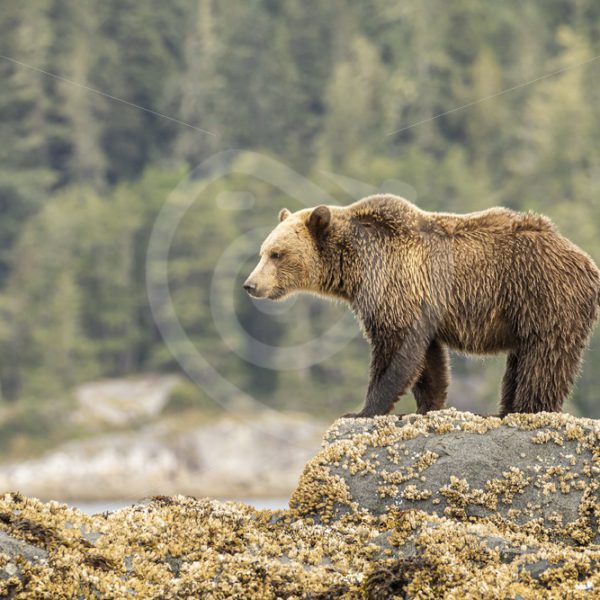Grizzly bear overlooking the shore - Nature Stock Photo Agency