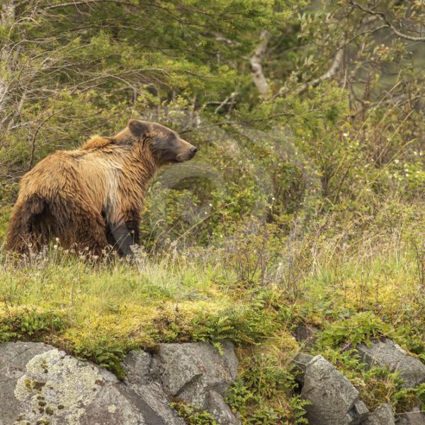 Grizzly bear walking near the percipice - Nature Stock Photo Agency