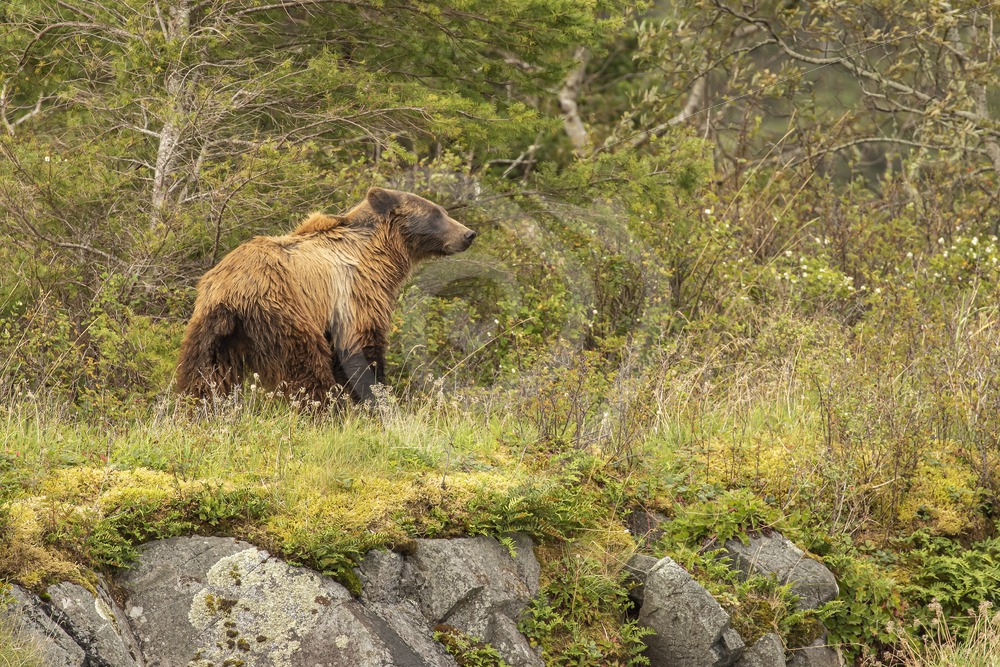 Grizzly bear walking near the percipice - Nature Stock Photo Agency Grizzly bear walking near the percipice - Nature Stock Photo Agency