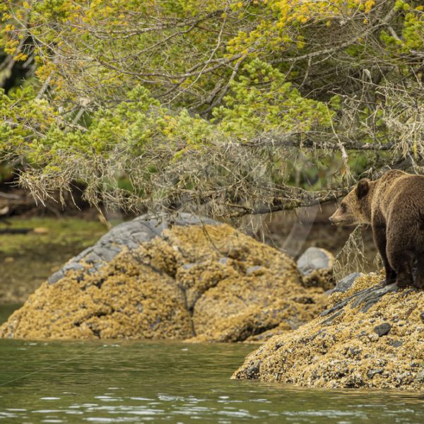 Grizzly bear walking the inlet shores - Nature Stock Photo Agency