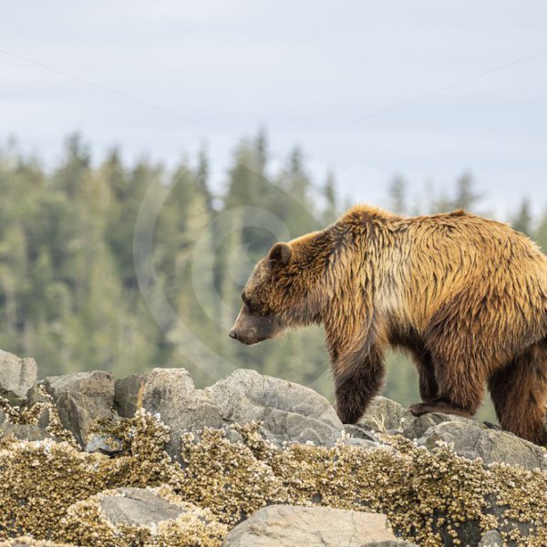 Grizzly bear walking the rocky shores - Nature Stock Photo Agency