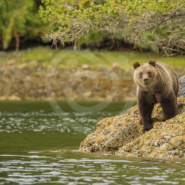 Grizzly bear watching you from the shore - Nature Stock Photo Agency