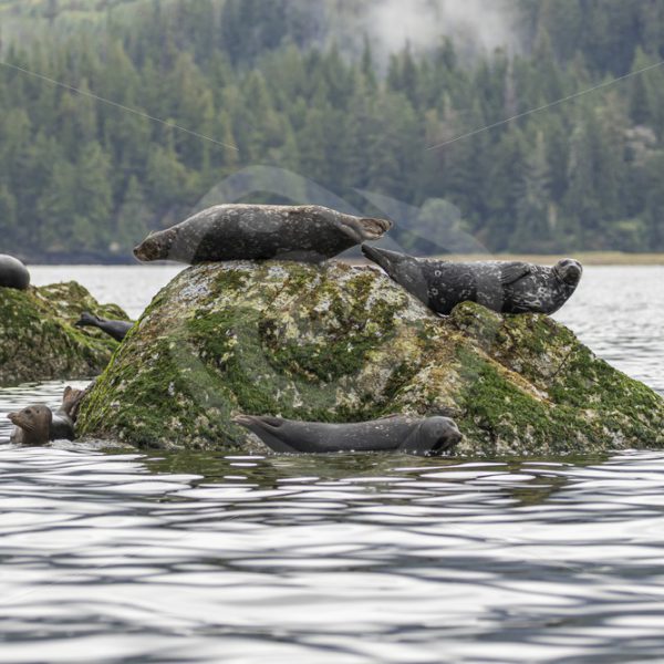 Group of common harbor seals relaxing on the rocks - Nature Stock Photo Agency