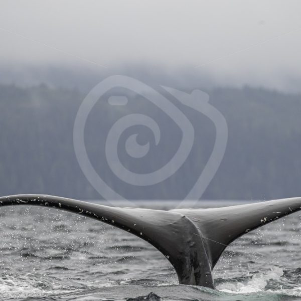 Humpback whale tail - Nature Stock Photo Agency