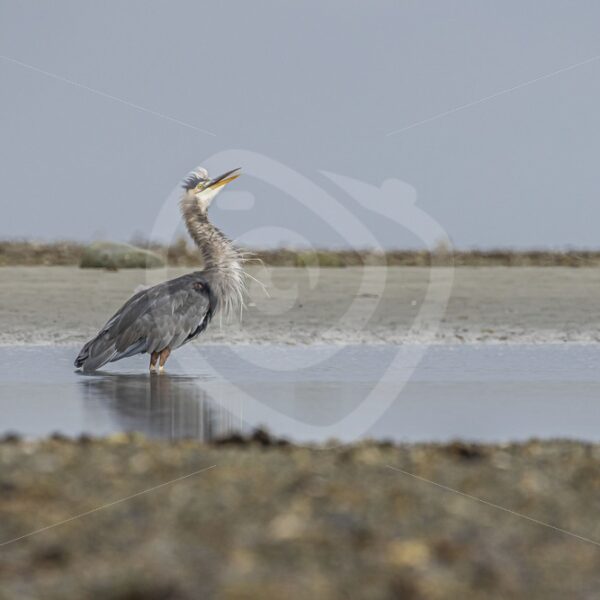 Juvenile great blue heron in the waters of the shore of Tofino, British Columbia - Nature Stock Photo Agency