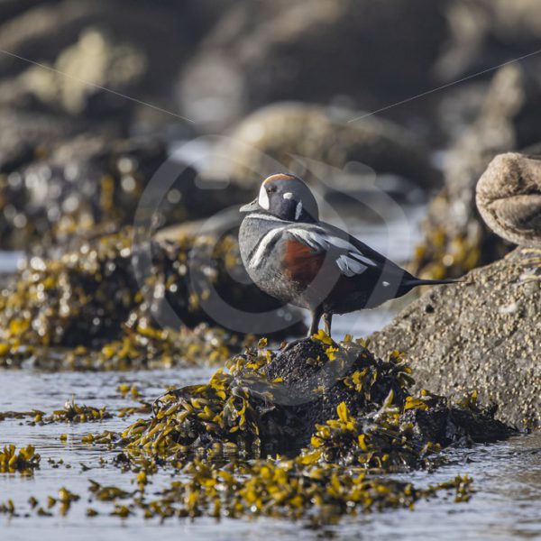 Male Harlequin duck on a rock - Nature Stock Photo Agency